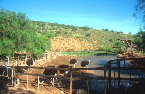 Ostrich Farms - Knysna Lagoon